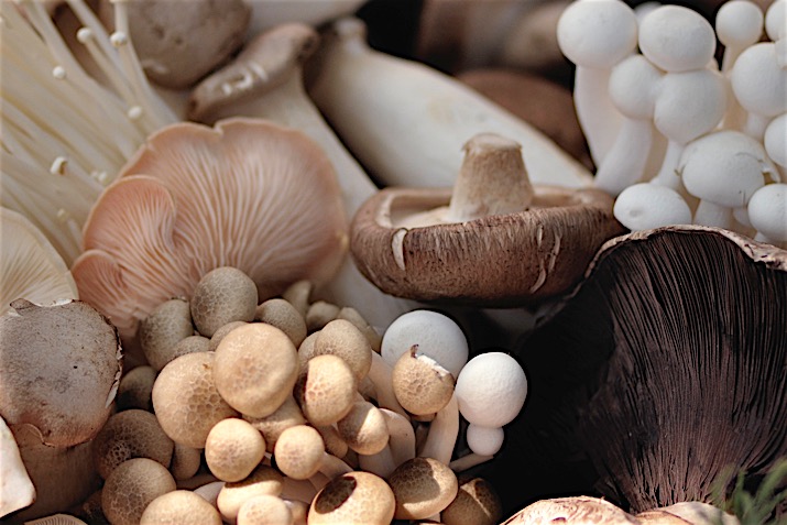Mushrooms 0